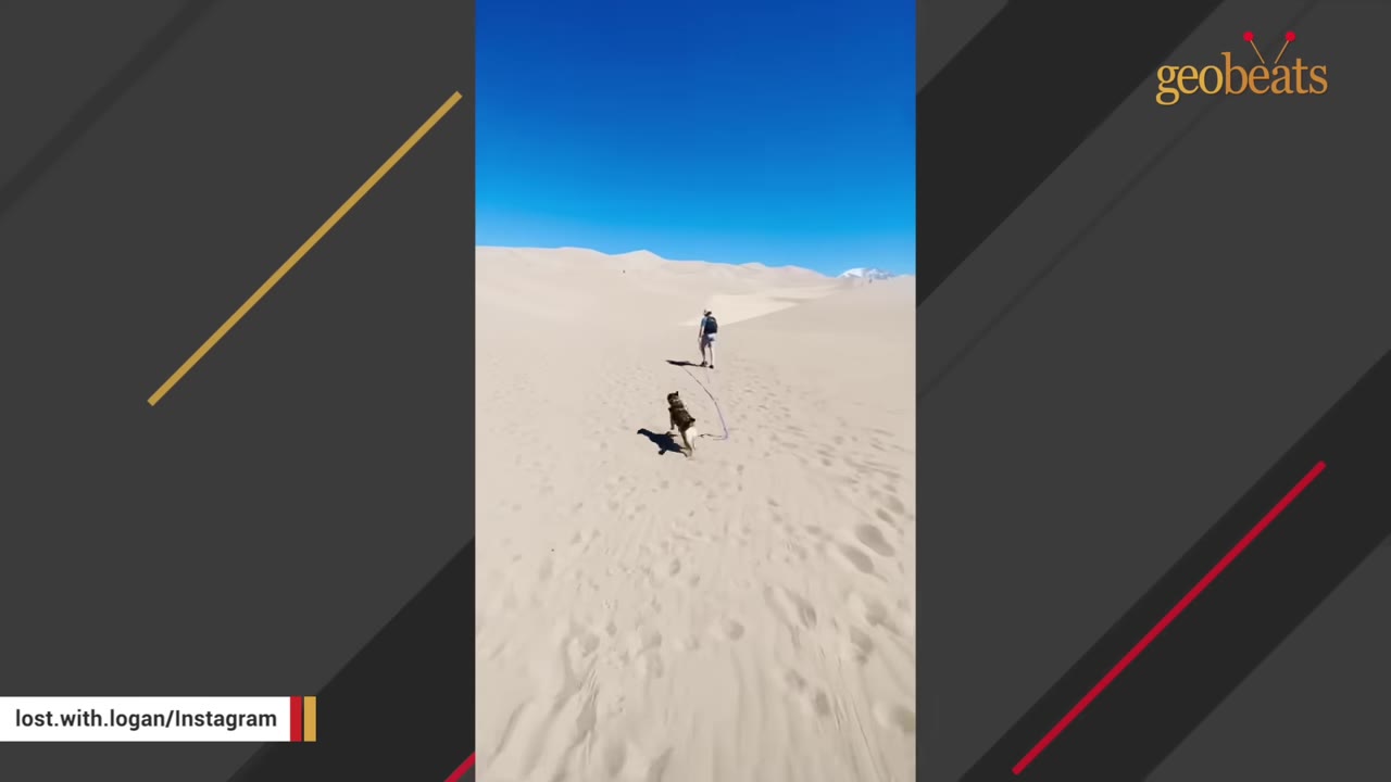 A dog on a long leash follows a person walking across vast sand dunes under a clear blue sky.