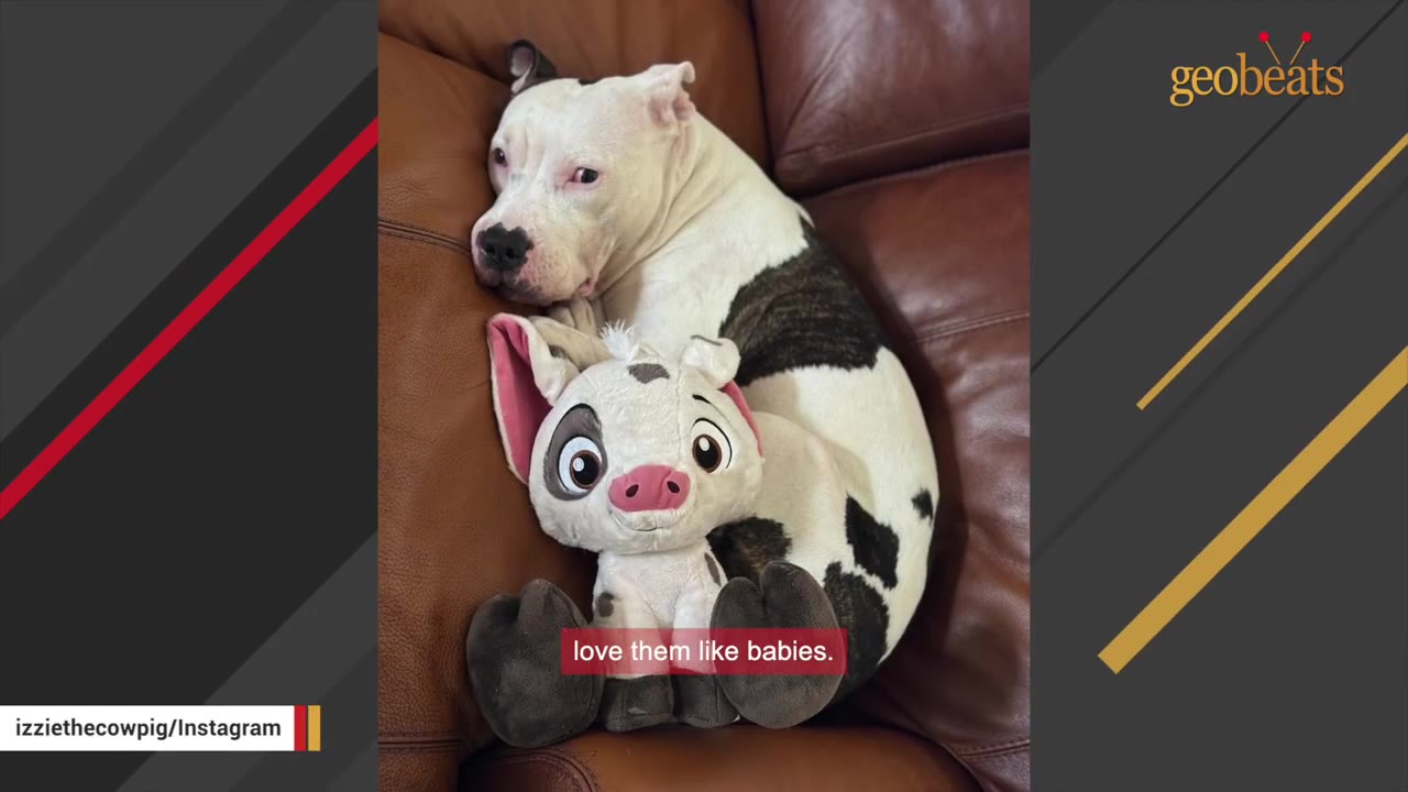 A black and white dog curled up on a brown leather couch next to a plush pig toy.