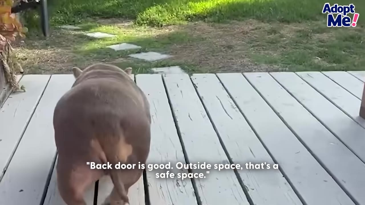 A brown and white dog walks away from the camera on a wooden deck toward a grassy backyard.