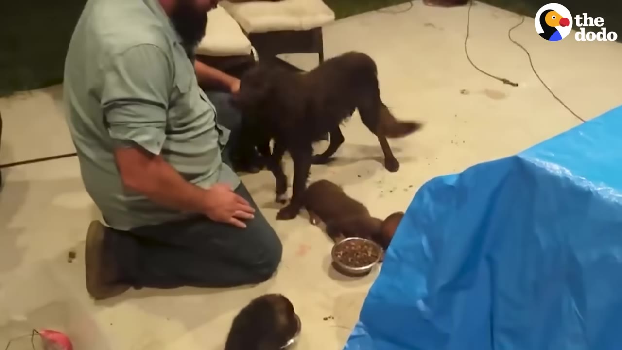 A man kneeling on a patio next to a brown dog and several small puppies near a blue tarp.