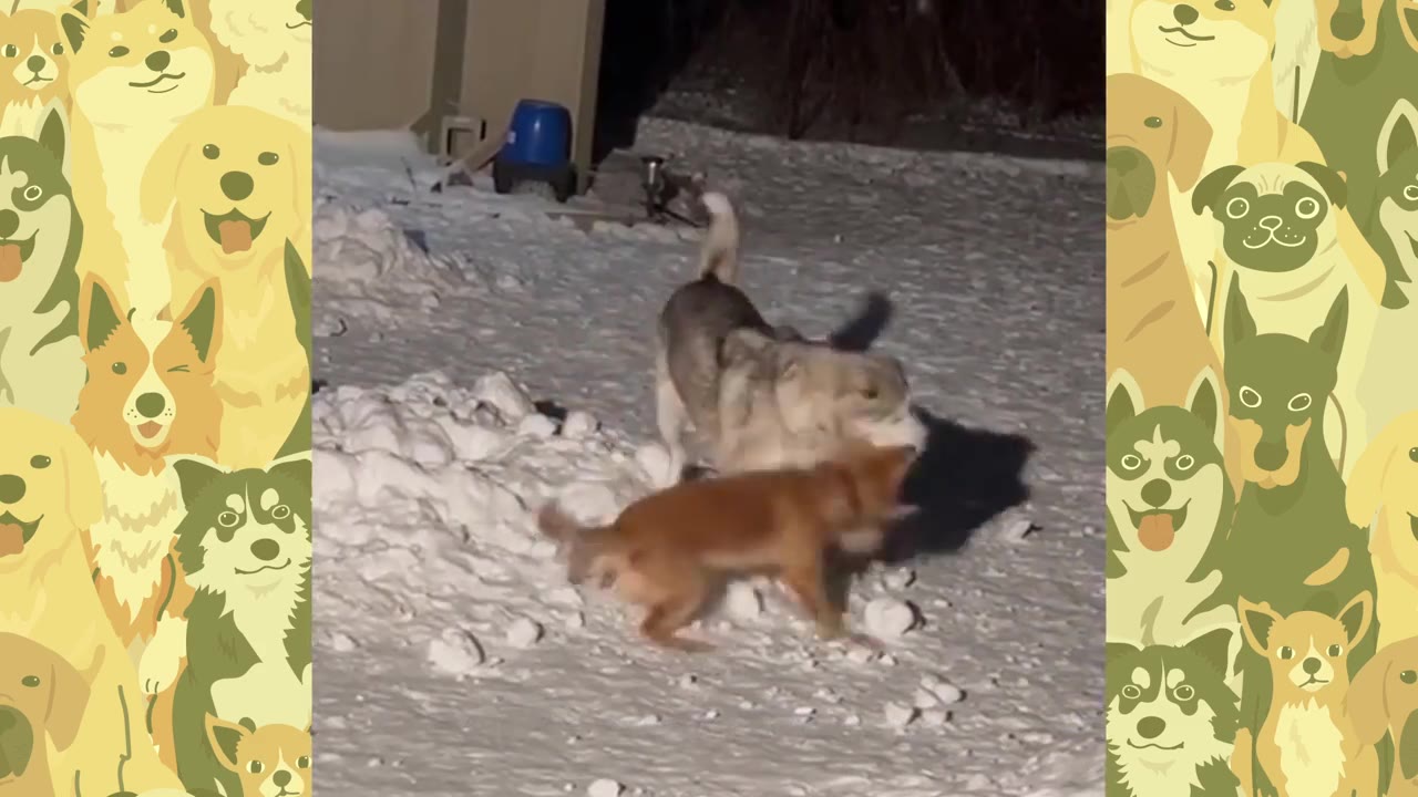 A husky-mix dog and a small brown dog play together in a snowy yard.