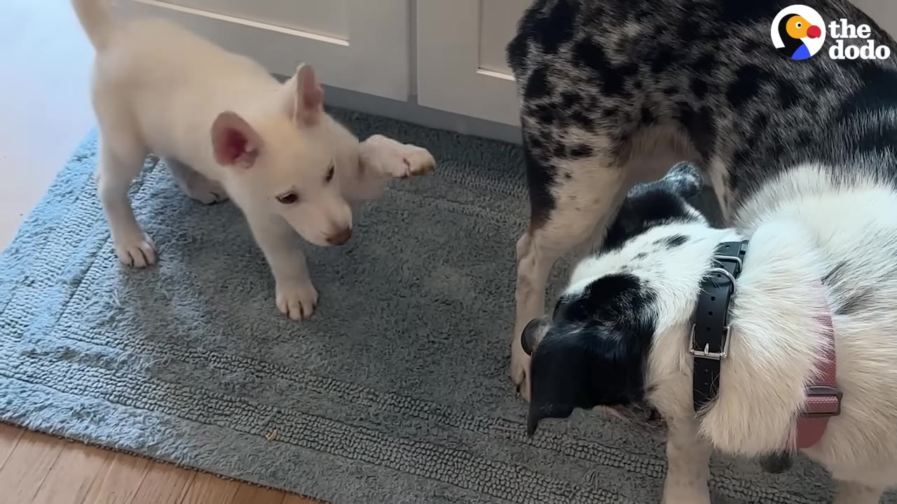 A small white puppy stands on a blue rug, raising one paw curiously toward two larger dogs, one with black and white patches and another with a merle coat.