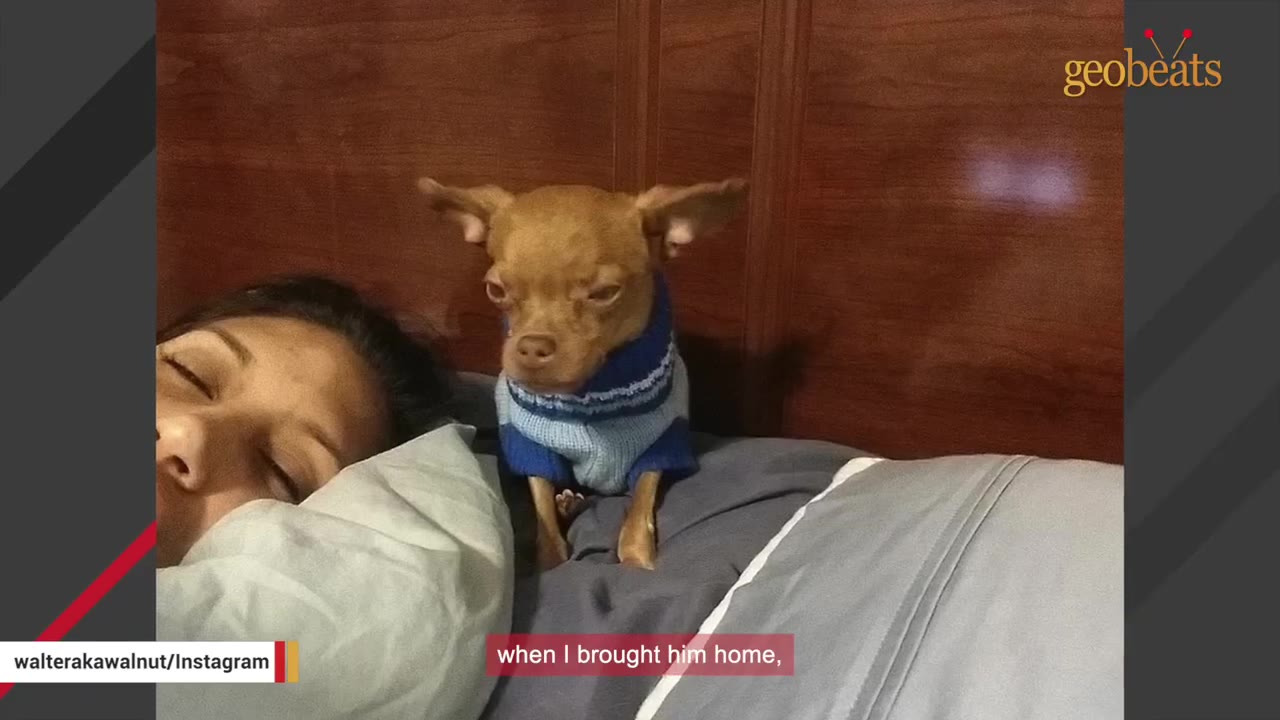 A small brown Chihuahua wearing a blue and white knit sweater sits alertly on a bed next to a sleeping woman.