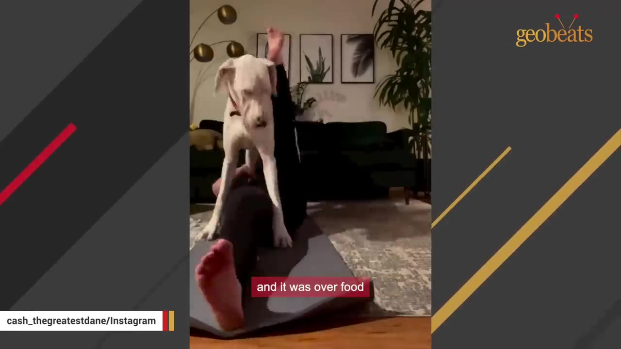 A large white Great Dane dog stands over a person lying on a yoga mat in a living room.