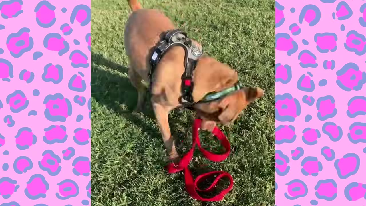 A small brown dog wearing a harness stands on green grass, holding a red leash in its mouth.