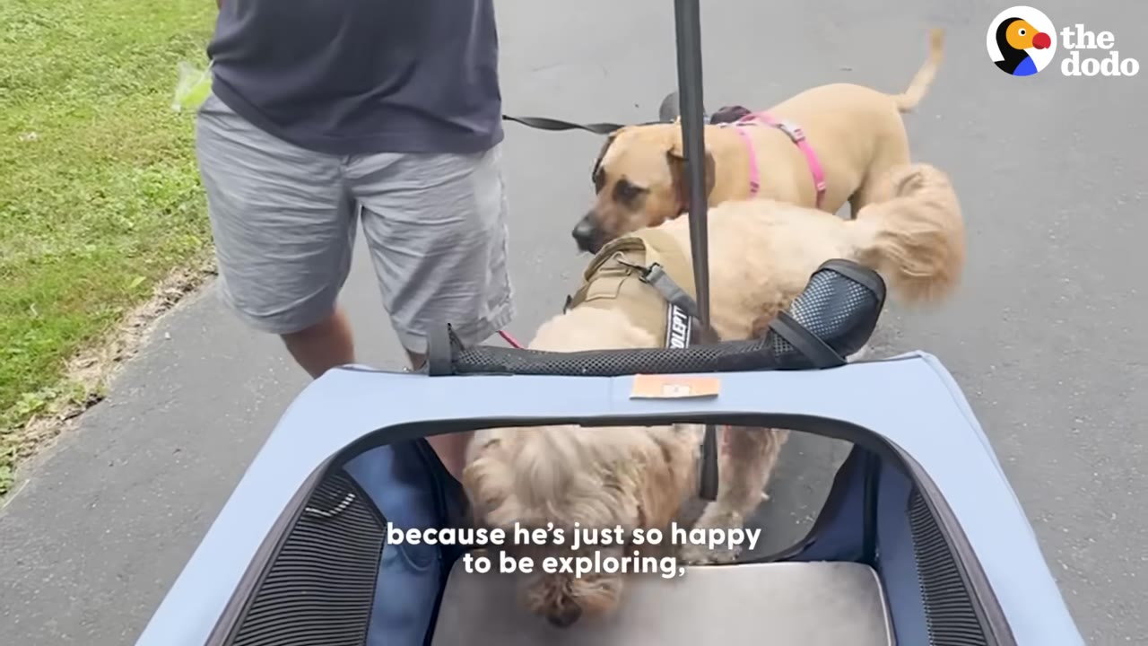 A fluffy golden dog walks alongside a blue pet stroller on a paved path, with another dog and a person walking nearby.