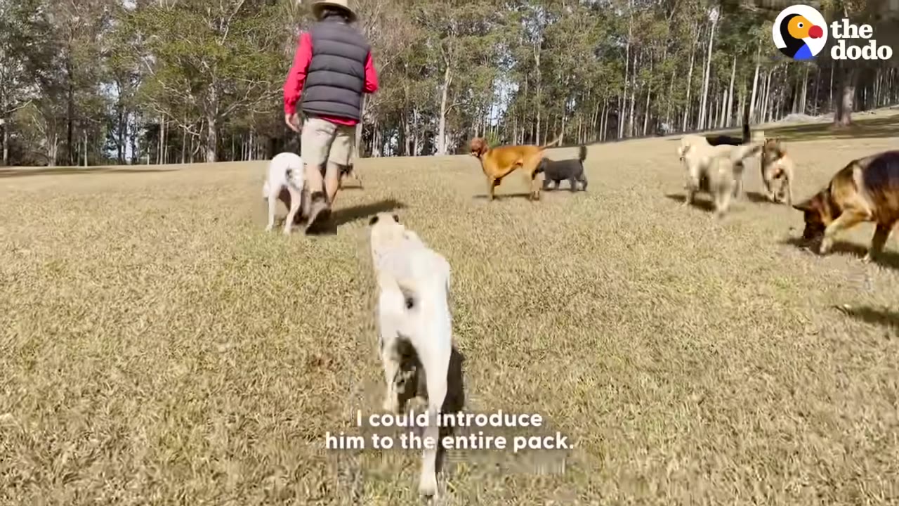 A man in a red shirt and dark vest walks across a grassy field surrounded by a pack of several dogs of various breeds.