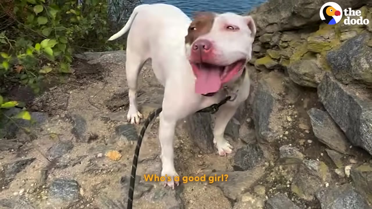 A white and brown dog with a pink nose stands on a rocky path outdoors, looking happy with its mouth open and tongue out.