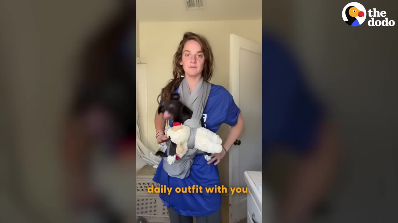A woman wearing a blue shirt and a grey fabric baby sling carrying a small black puppy and a stuffed sheep toy.