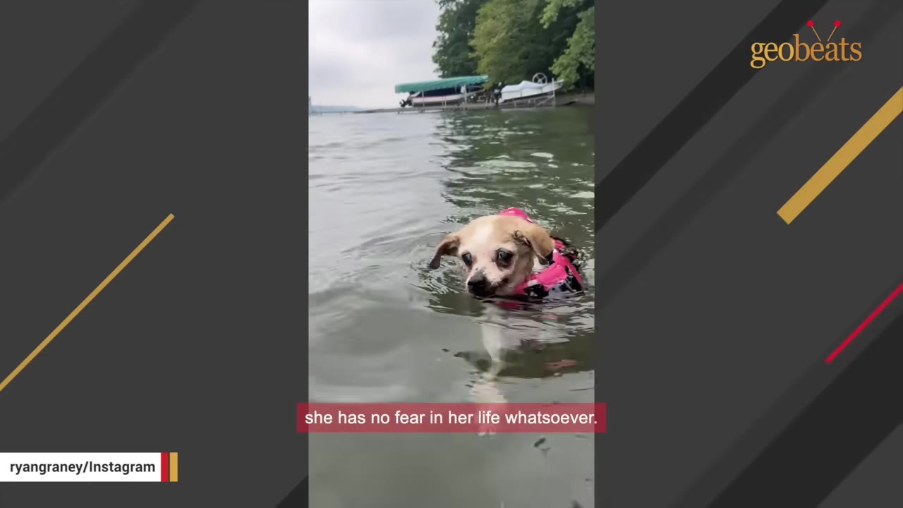 A small tan dog wearing a pink polka-dot life jacket swims confidently in a lake.