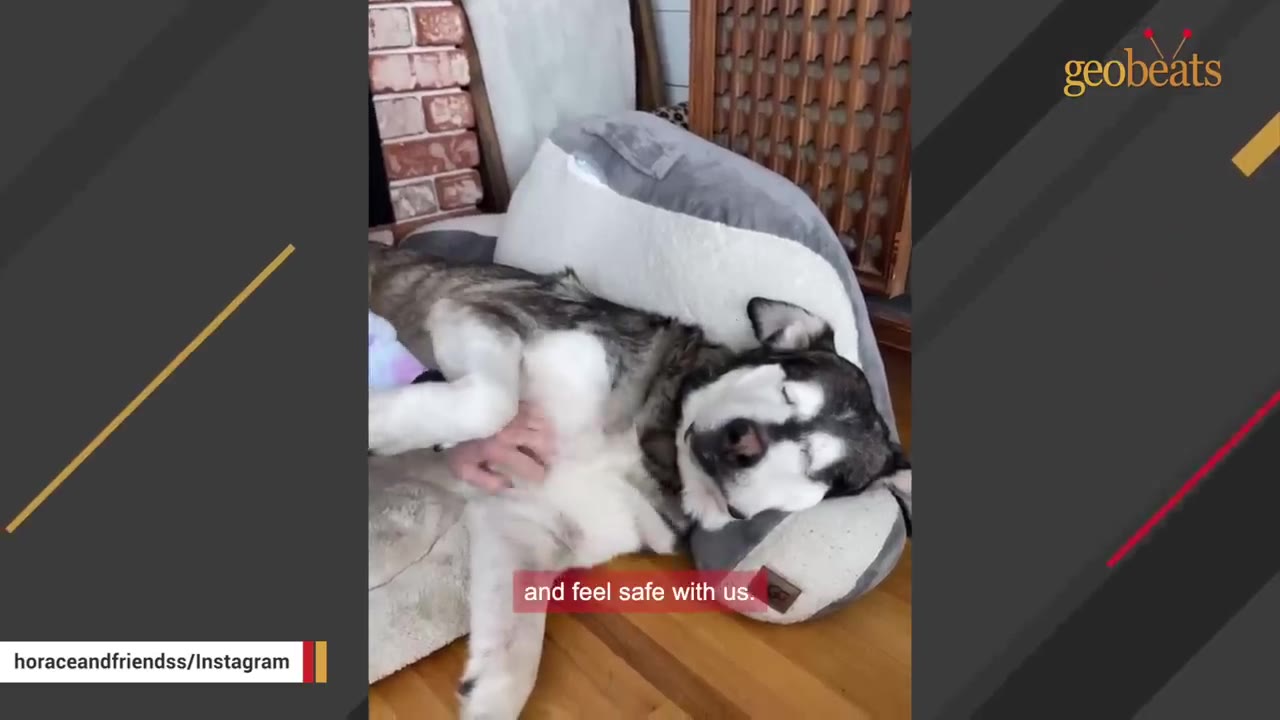 A dog lying comfortably on its back in a plush dog bed, looking relaxed and safe while receiving a belly rub.