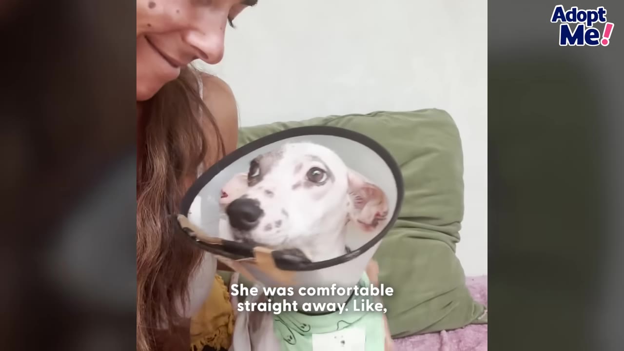 A white dog with grey spots wearing a protective plastic cone looks up comfortably next to a smiling woman with long brown hair.