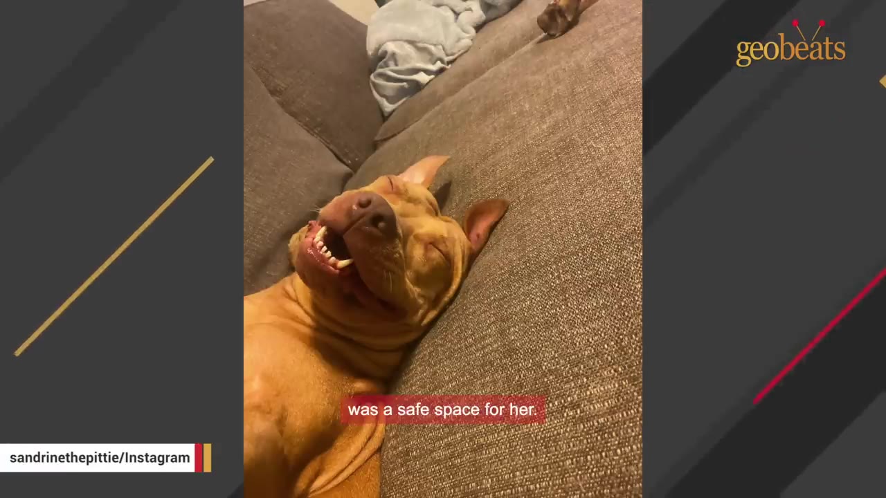 A tan pit bull lies on her back on a brown couch, smiling with her eyes closed in a moment of comfort.