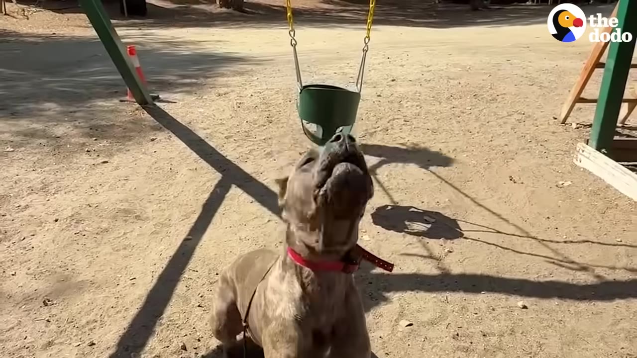 A grey dog with a red collar sits on a sandy playground, looking up joyfully at a green bucket swing hanging from chains.