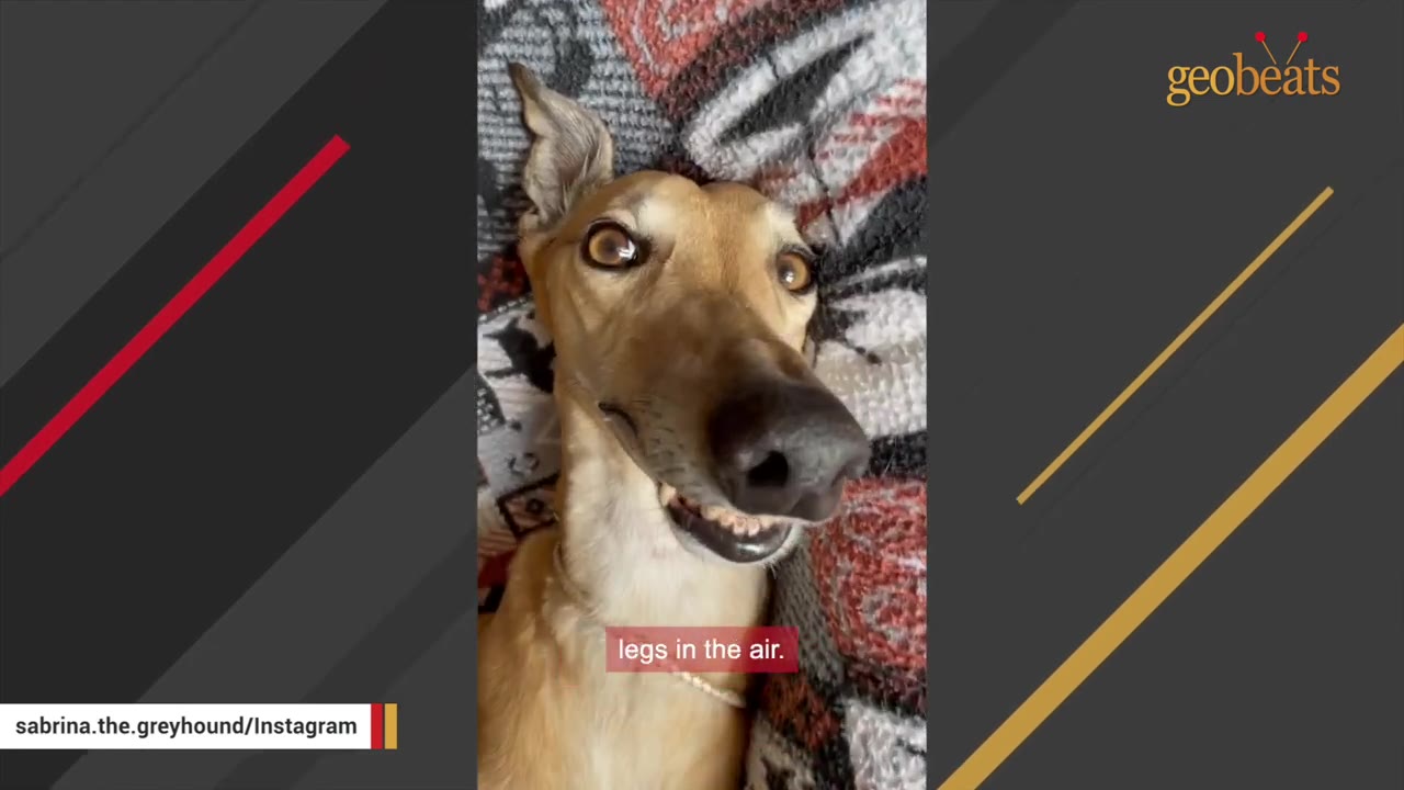 A close-up of a tan greyhound lying upside down, looking goofy with its mouth slightly open to show its teeth.