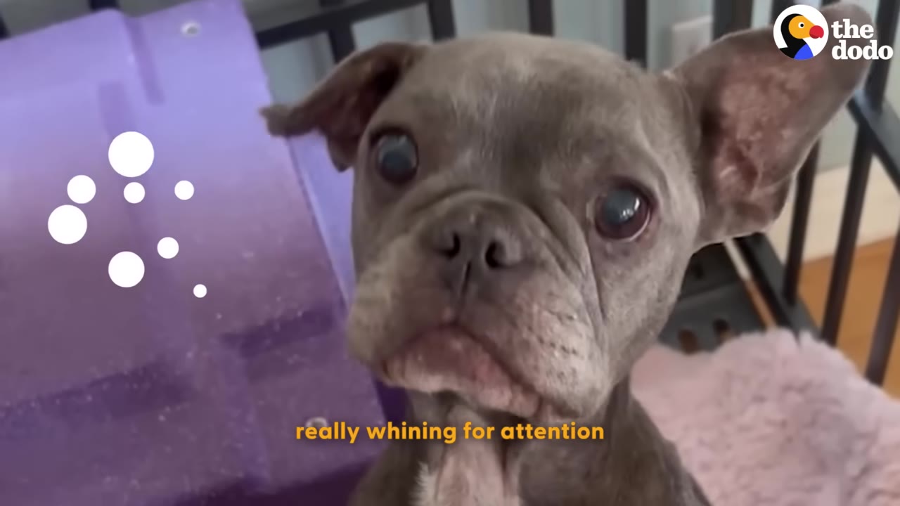 A close-up of a small grey French Bulldog puppy looking directly at the camera with wide, expressive eyes, with animated white bubbles next to her head and the caption 'really whining for attention' at the bottom.
