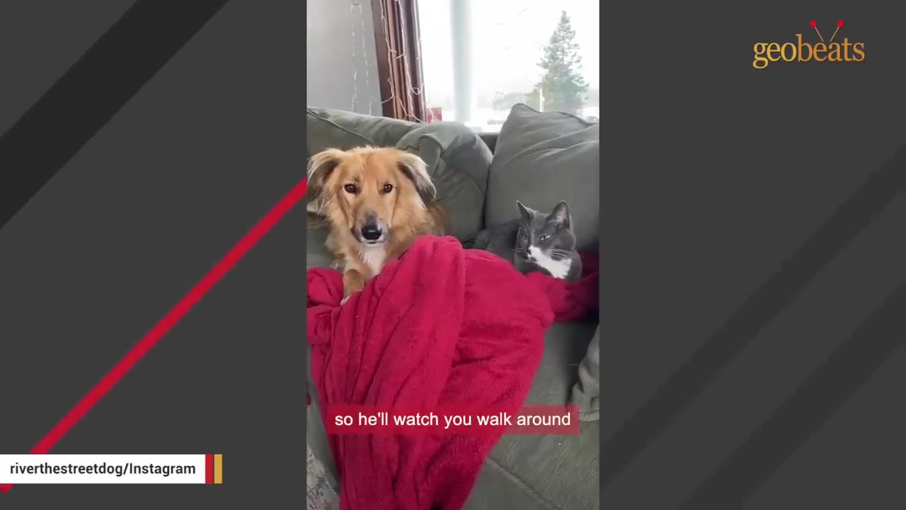 A fluffy brown dog and a grey and white cat sit together on a grey couch, partially covered by a red blanket.