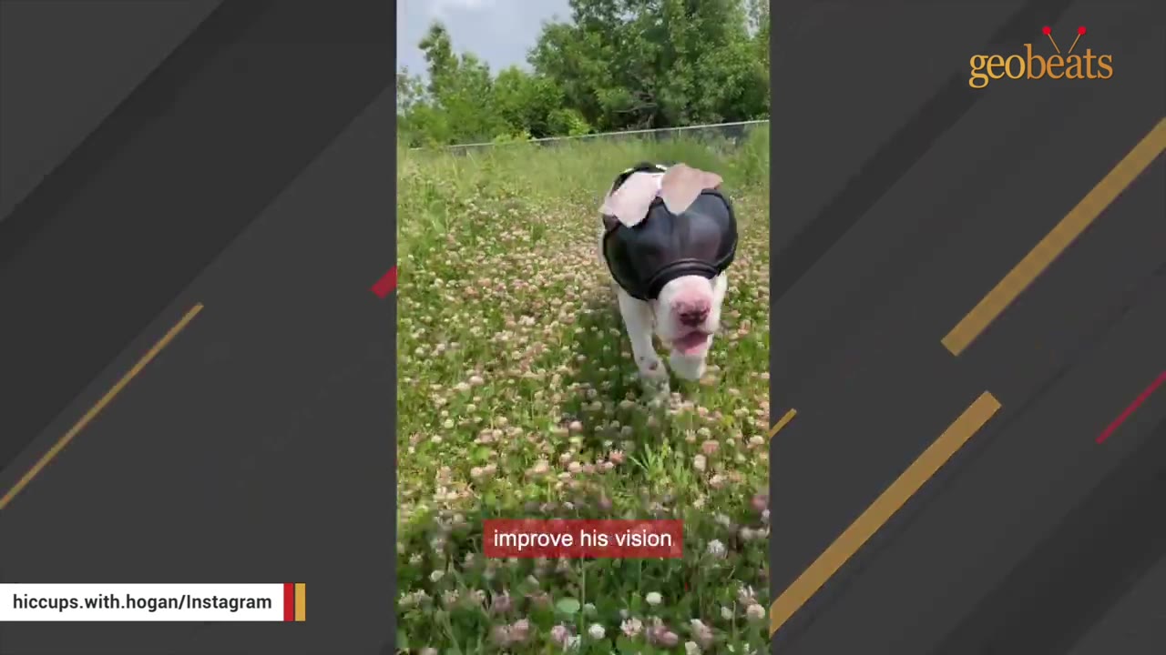 A white dog wearing dark protective goggles walks through a grassy field of clover.