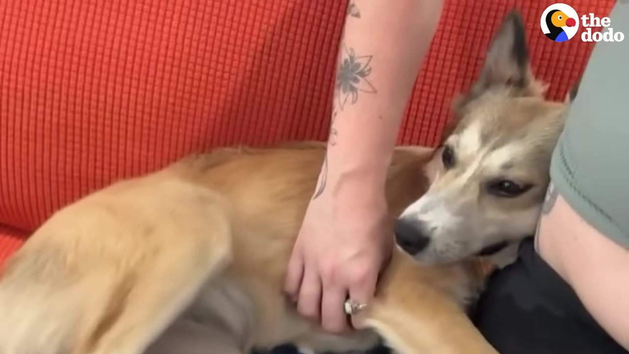 A light brown and white dog lies on a bright red couch while a person with a tattooed arm gently pets its chest.