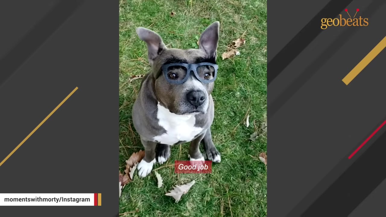 A grey and white dog with floppy ears sits on the grass wearing novelty black glasses with fake eyebrows, looking directly forward.