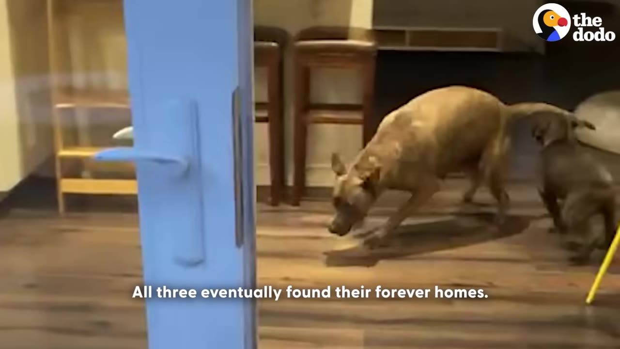 A light brown dog and a smaller dark puppy walk across a wooden floor indoors near a blue door frame.