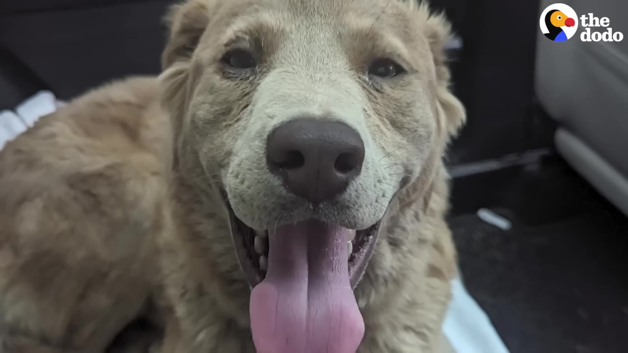 A close-up shot of a light brown dog panting happily with its tongue out.