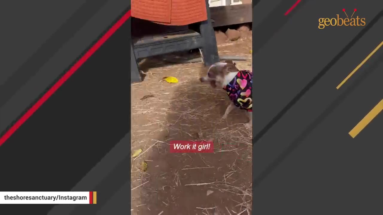 A small Chihuahua wearing a colorful heart-patterned shirt walks confidently outdoors on dry grass.