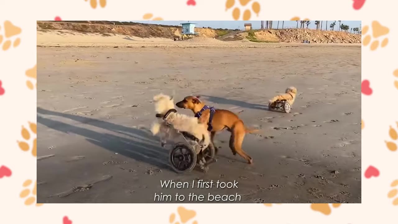 Three dogs, including one in a canine wheelchair, playing on a sandy beach with a lifeguard tower in the distance.