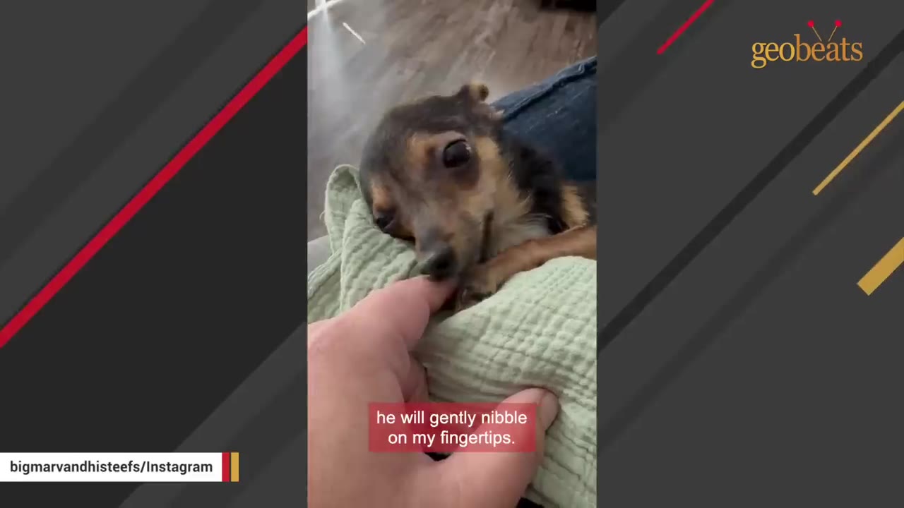 A small brown and black dog gently nibbles on a person's fingertips while resting on a light green blanket.