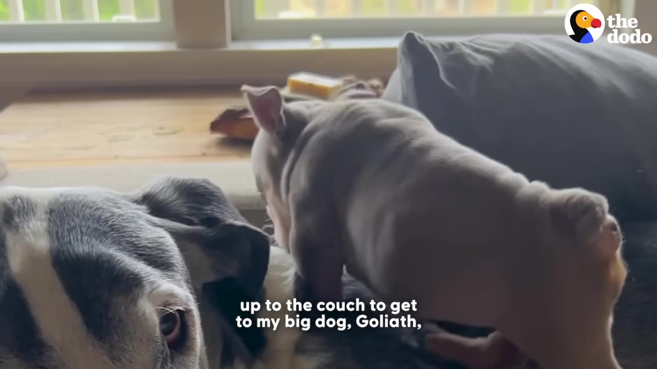 A small puppy climbs onto a couch next to a large, grey-and-white dog named Goliath.