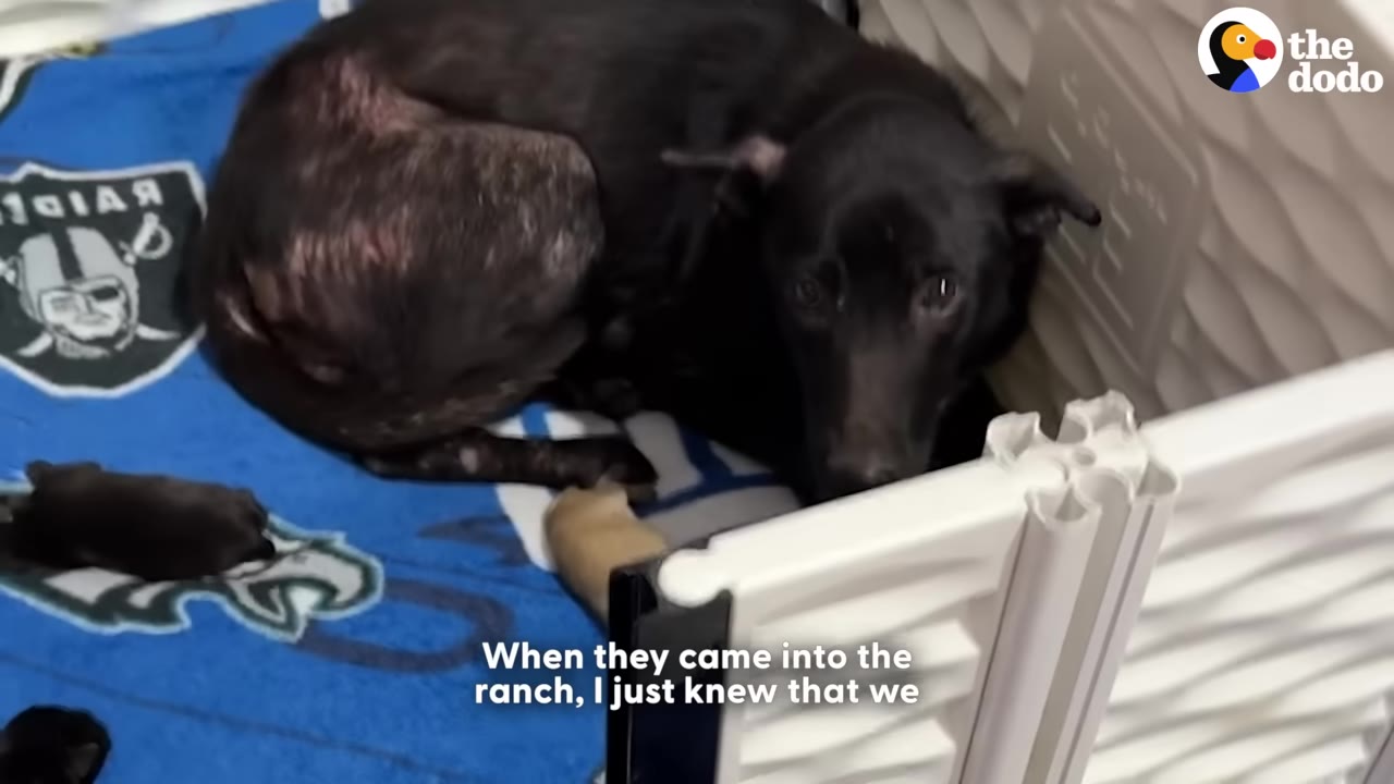 A black dog with severe hair loss on her back lies on a blue blanket next to her puppies inside a white plastic enclosure.