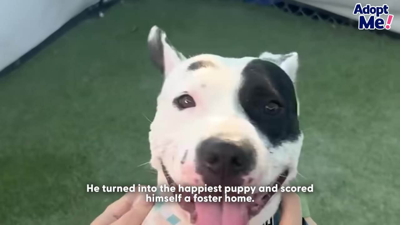 A close-up of a black and white dog named Felix smiling happily with his tongue out as someone pets his neck.