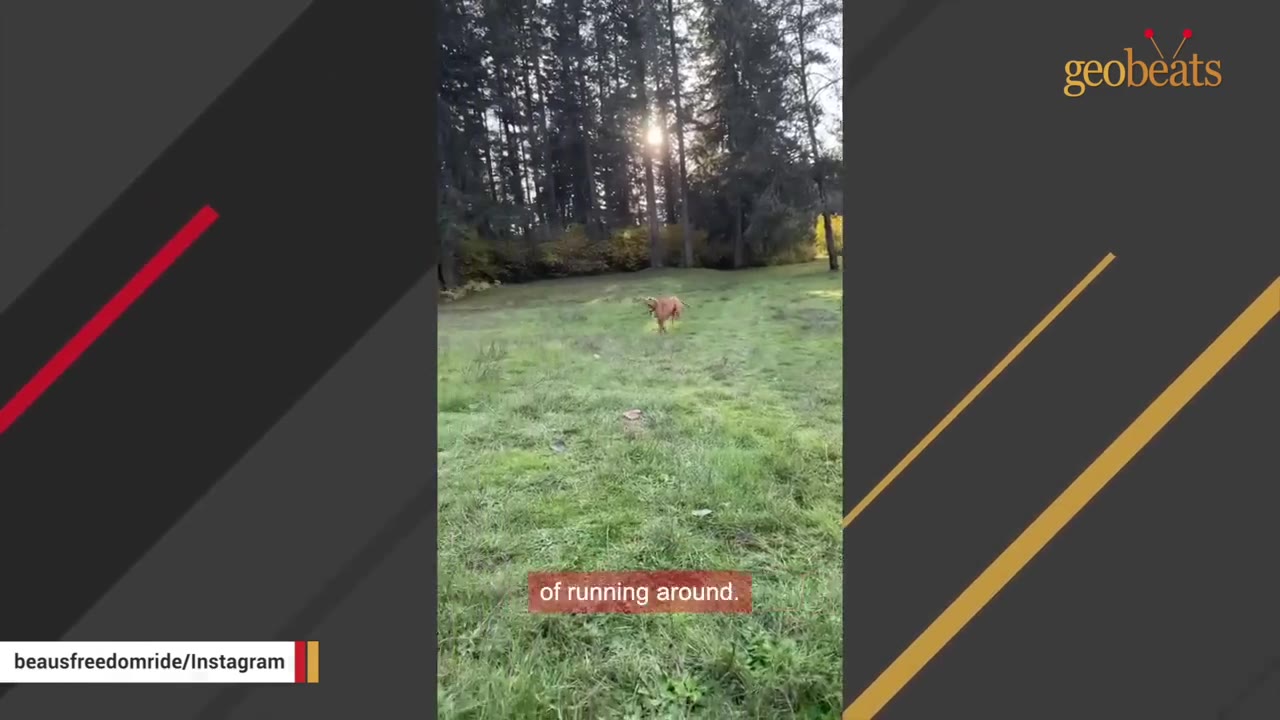 A brown dog running freely in a grassy field surrounded by tall evergreen trees with sunlight filtering through.