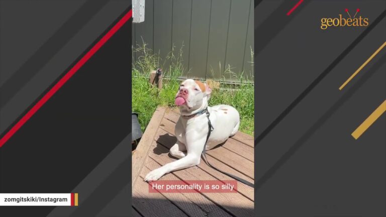Texas Dog Got Zero Applications For Nine Months, Then Her New Mom Cried For A Week