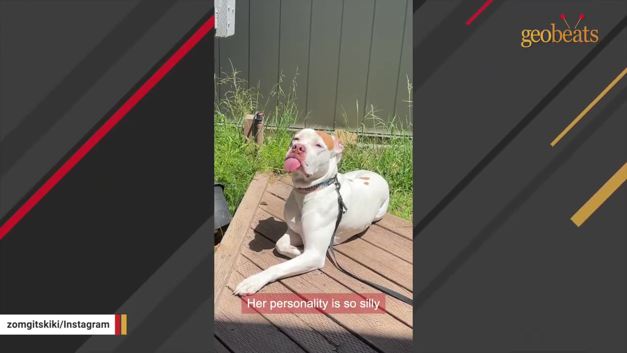 A white dog with brown patches lying on a wooden deck in the sun, sticking its tongue out with a silly expression.