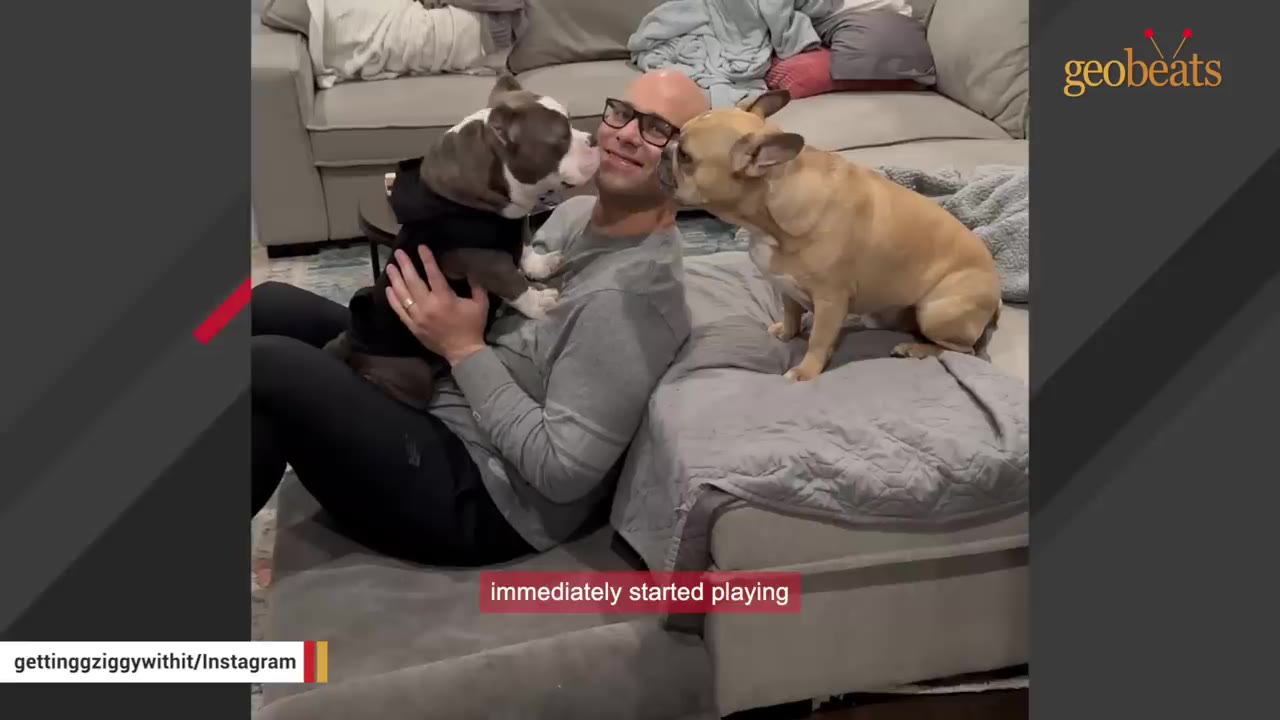 A man wearing glasses sits on the floor leaning against a couch, holding a grey and white bulldog-type dog on his lap that is licking his face, while a tan French bulldog sits nearby.