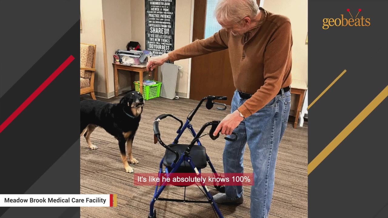A black and tan dog looks up attentively at an elderly man standing with a blue walker inside a facility.