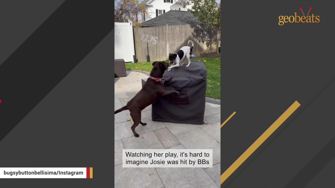 A brown dog stands on its hind legs playing with a smaller black and white dog perched on a covered patio object in a backyard.