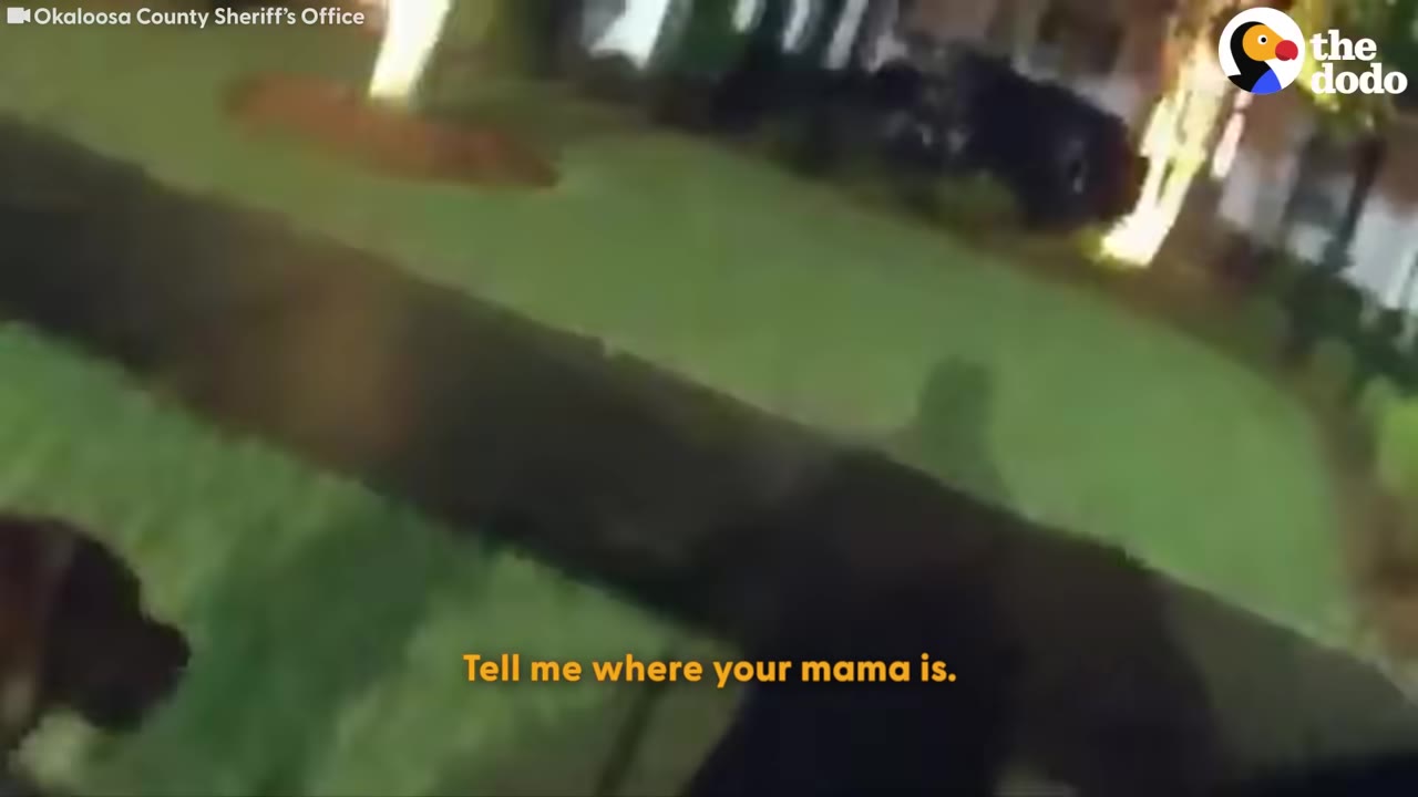A low-angle bodycam shot showing a dog on a grassy lawn at night, with the subtitle 'Tell me where your mama is.'