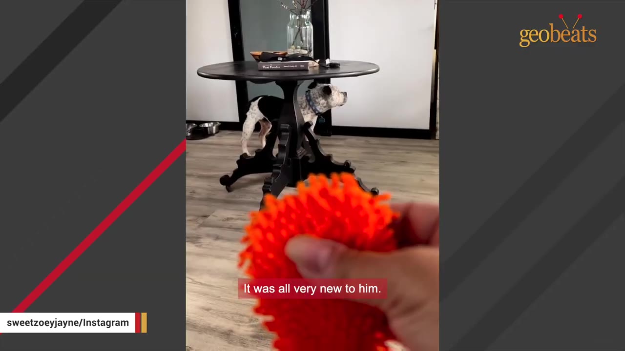 A black and white dog stands hesitantly behind a dark wooden pedestal table in a living room, looking cautious, while a hand holds a bright orange textured toy in the foreground.