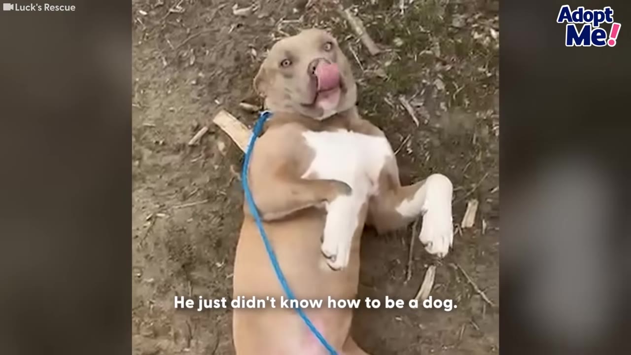 A tan and white dog lying on its back on the ground, looking up with its tongue licking its nose.