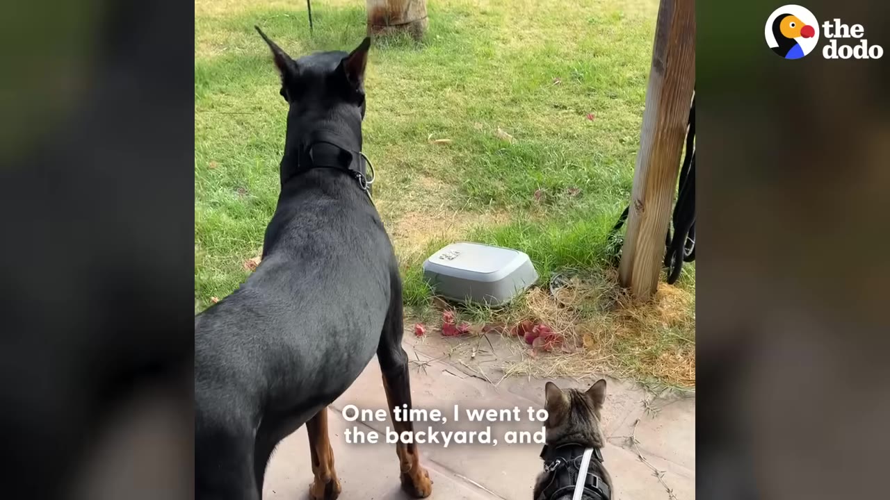 A large black Doberman and a small tabby cat wearing a harness stand side-by-side on a patio, looking out at a grassy backyard.
