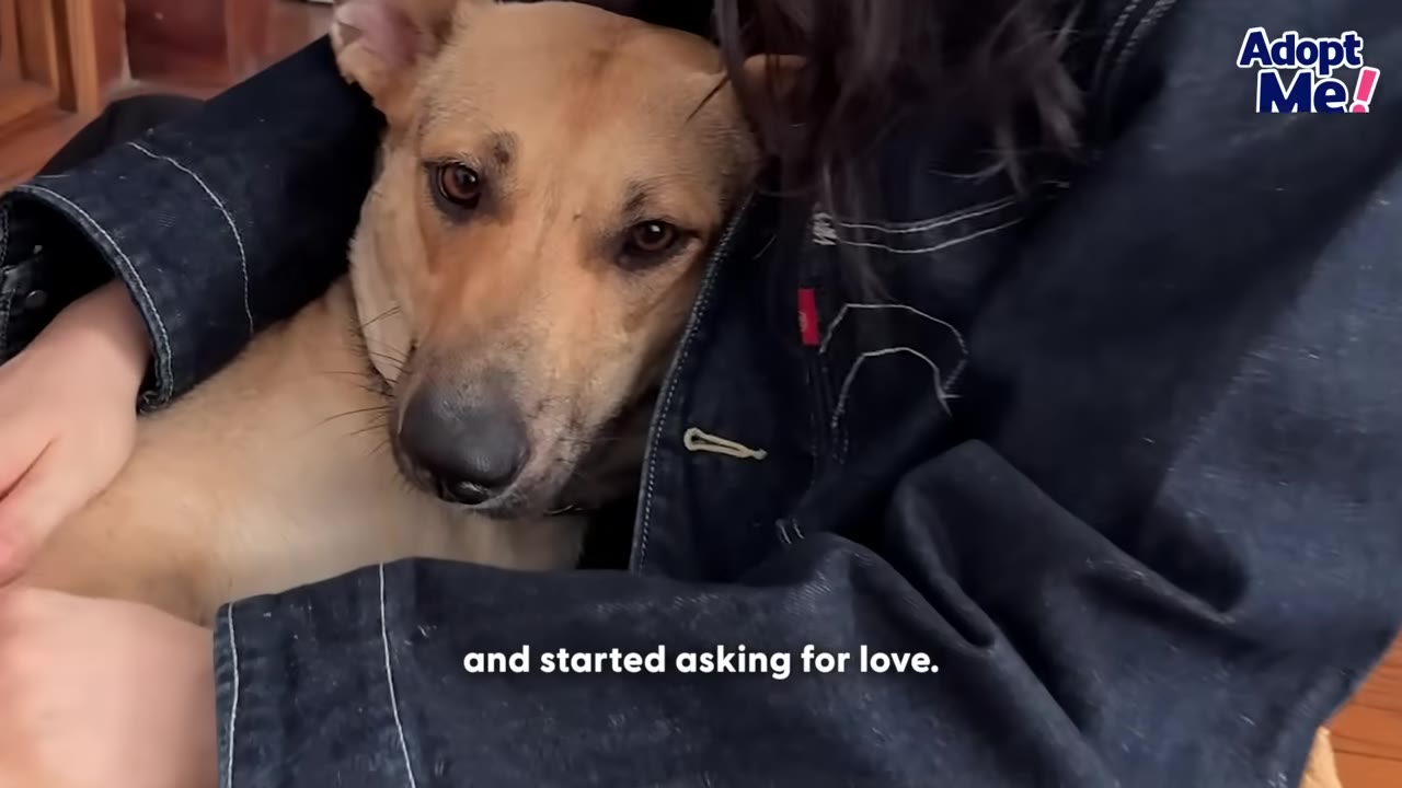 A tan dog nestled inside a person's denim jacket, looking up with soft eyes.