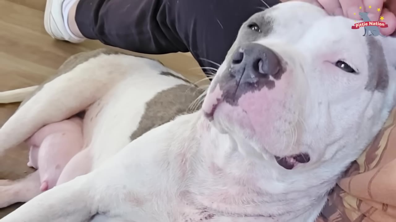 A white and grey pit bull dog lies on her side, looking relaxed and content as a person's hand gently pets her head.