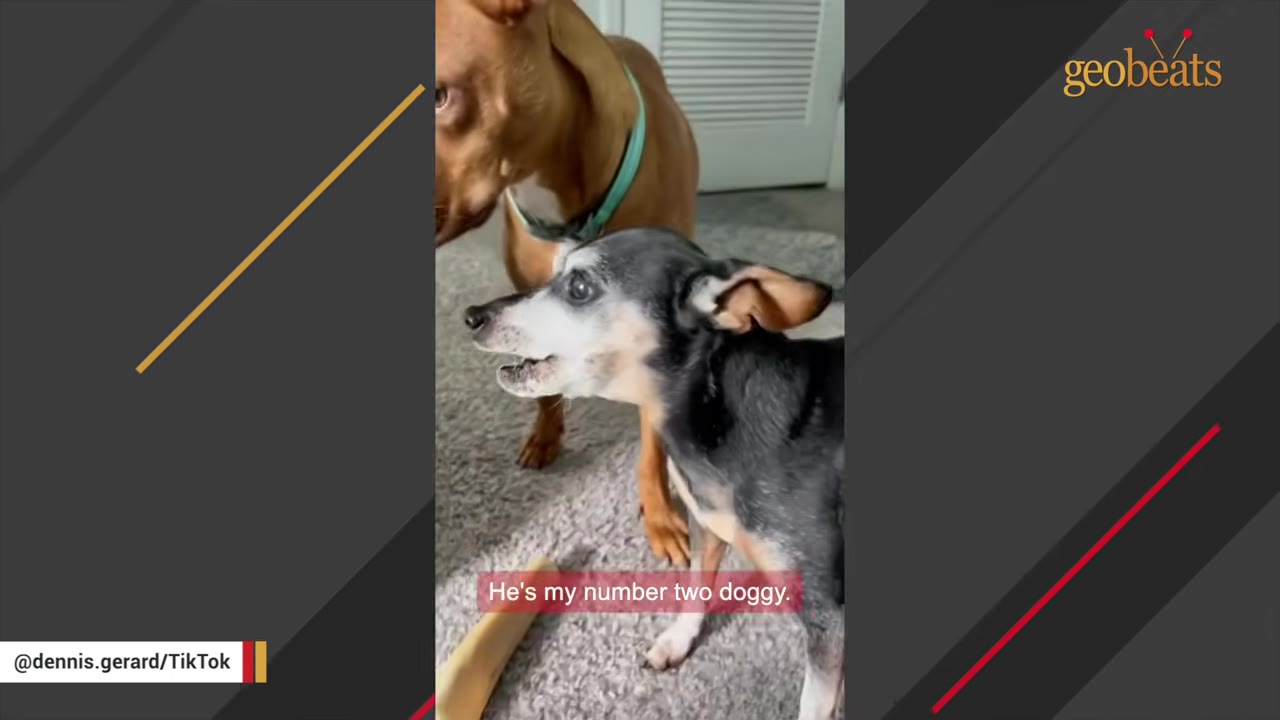 A brown dog stands behind a smaller, senior black and tan dog on a carpeted floor.