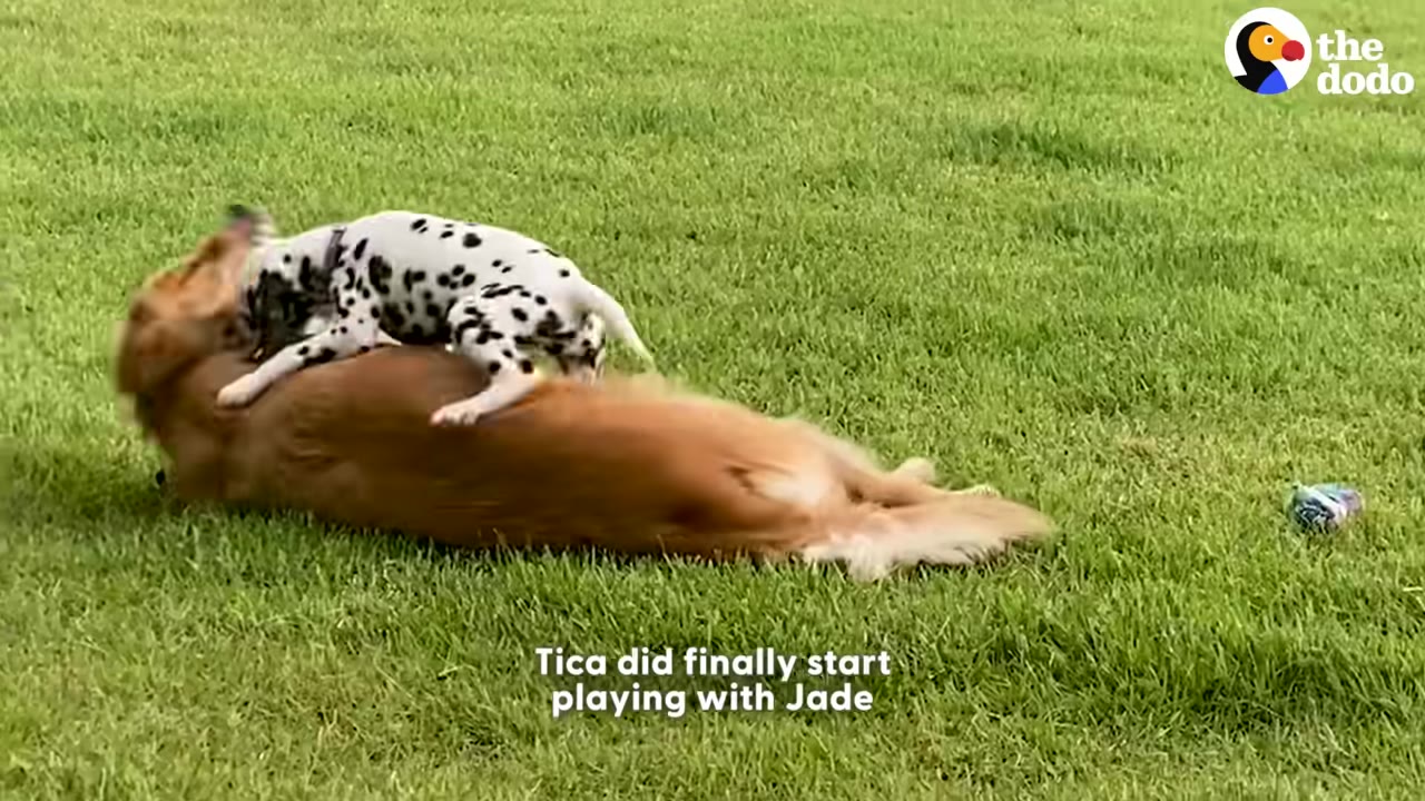 A spotted Dalmatian puppy playfully climbs on top of a golden retriever lying on a green grassy lawn.