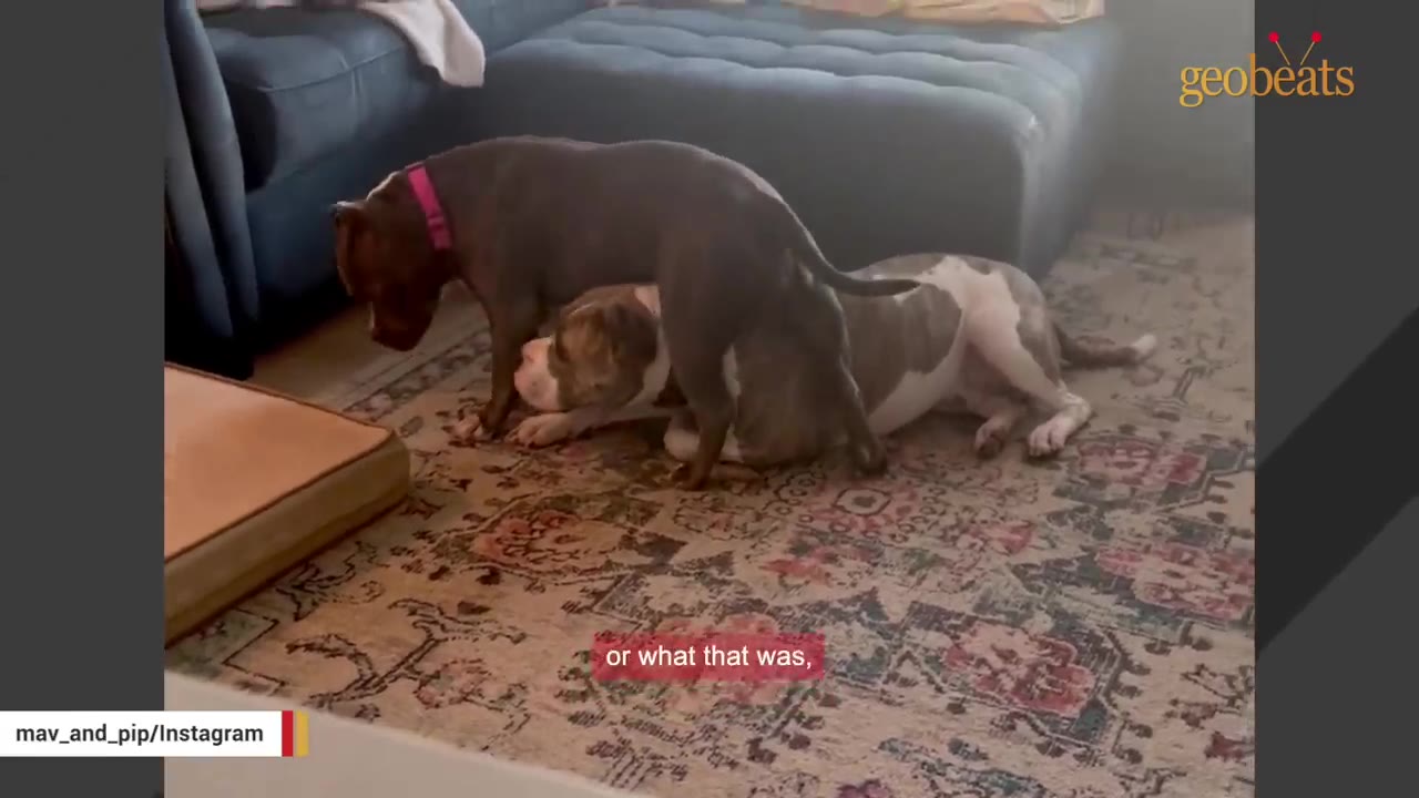 A dark grey pit bull with a pink collar stands directly over a larger grey and white pit bull lying on a patterned rug.
