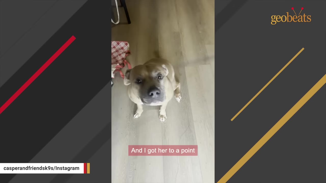 A tan dog sitting calmly on a wooden floor, looking up attentively at the camera.