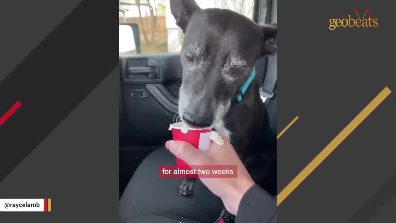 A black dog with a grey muzzle and a blue collar eats from a small red cup held by a person inside a car, with the caption 'for almost two weeks' visible.