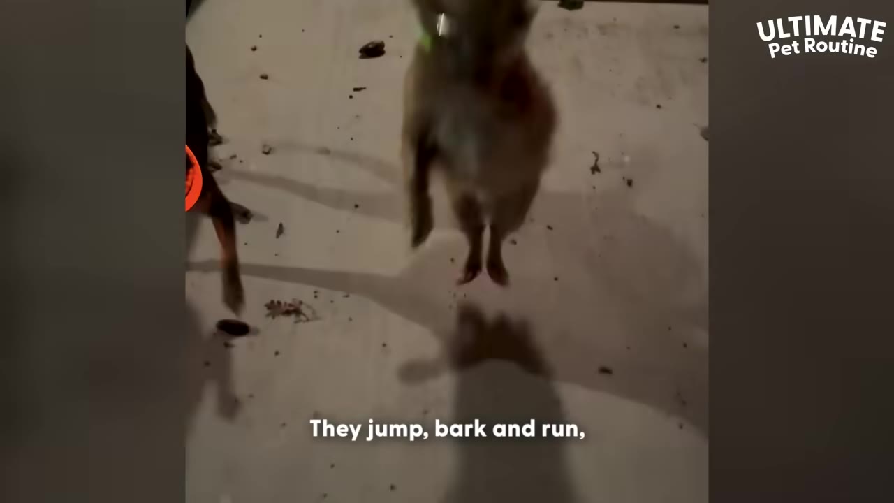 A small brown dog jumping excitedly in the air on a concrete patio at night.